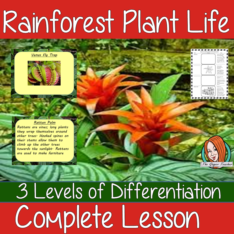 rainforest-plants-and-animals