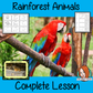 Identifying Rainforest Animals  -  Complete Lesson
