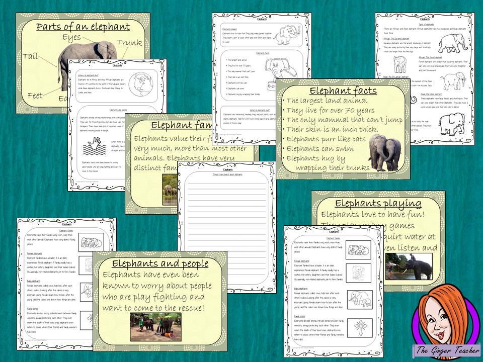 Elephants Lesson PowerPoint and Worksheets