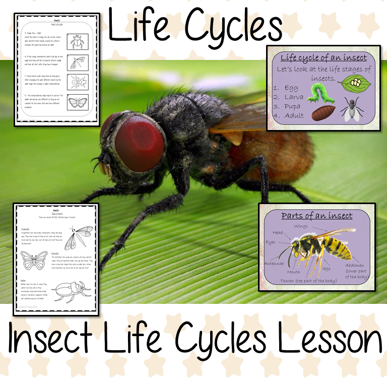 Life Cycles of Insects Lesson – The Ginger Teacher