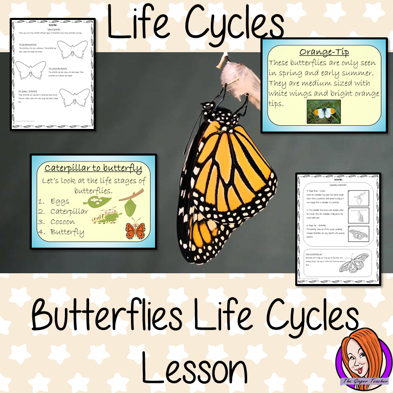 Life cycles of a butterfly Butterflies Life Cycles - Complete Science Lesson Teach kids about the life cycle of animals. Works with Life cycles of insects This resource is a complete classroom lesson on the life cycle of a butterfly printables teaching children about life cycles for kids, PowerPoint and printable student life cycle of a butterfly activity to encourage ideas in children and teachers. With life cycle of a butterfly lesson plan #lessonplans #science #lifecycles #butterflies