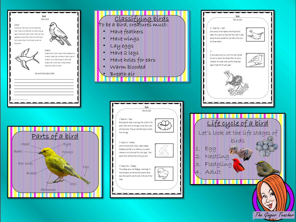 life-cycle-of-a-bird-worksheet