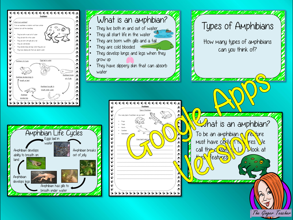 Distance Learning Amphibian Life Cycles Google Slides Lesson    Part of my Life Cycles of Animals unit of work. Teach kids about the life cycles of amphibians.   This resource is a complete lesson on Amphibian life cycles, teaching children about the life cycle, how their food changes as they grow, the different types of amphibians and the parts of an amphibian.      This is the Google Slides version of this lesson!   