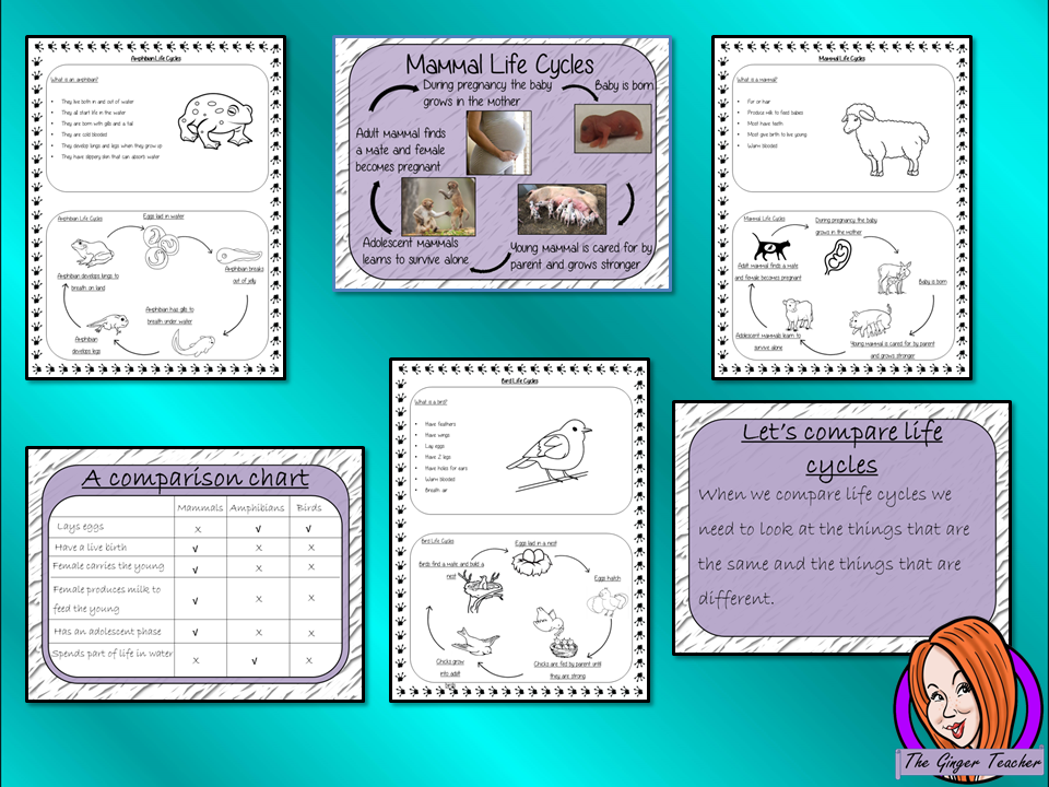 Comparing Life Cycles  - Complete Science Lesson This download is a complete lesson on teaching the comparison of animal life cycles.  This lesson uses a 23 slide PowerPoint to teach children about comparing animals and mammals. The lesson activities teach the class by completing a comparison chart and information sheets to consolidate knowledge for kids to complete with lesson information and ideas. #lifecycles #students #learning #animals #mammals