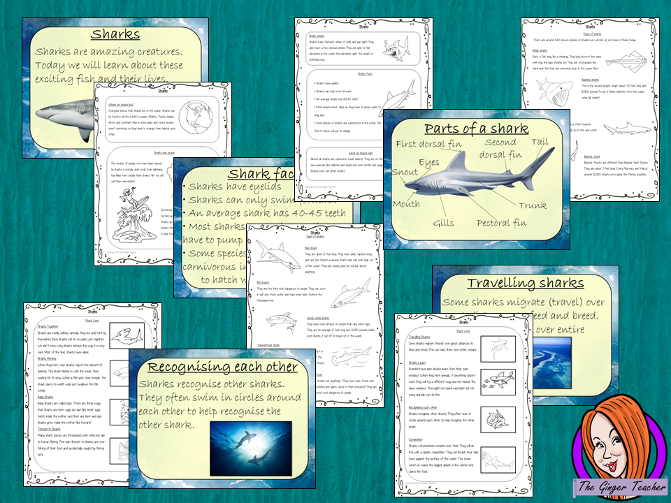 Kids love sharks! This download teaches students about sharks. All you need for your lesson plans are in this download. There is a fun, detailed 58 slide PowerPoint on the where sharks live, details and facts about the how they spend their time, information about how they hunt and eat, a look at the different types of sharks and a brief look at the parts of a shark. There are also differentiated, 8 page, worksheets to allow children to demonstrate their understanding and assist their learning.