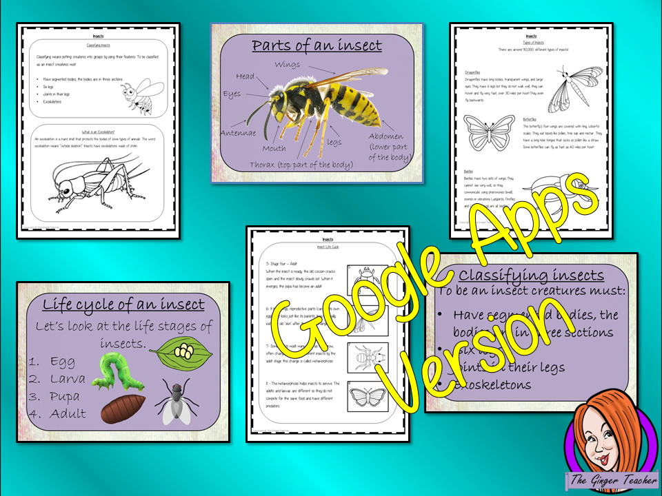 Distance Learning Insect Life Cycles Google Slides Lesson   This is a complete lesson on the life cycles of insects.  Part of my Life Cycles of Animals unit of work. Teach kids about the insect stages of life. This resource is a complete lesson on the stages of insects’ life cycle, how they are classified, and the different types of insects and discusses the exoskeleton. There is a presentation and student activities included to assist learning and encourage ideas in children and teachers.  This is the Goog