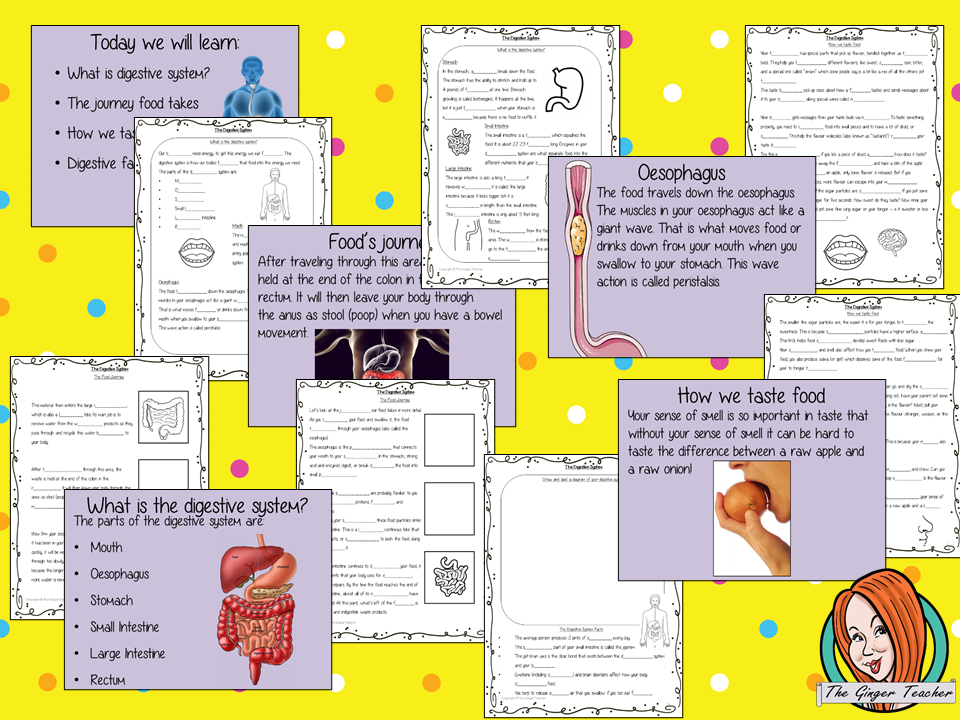 The Digestive System Lesson