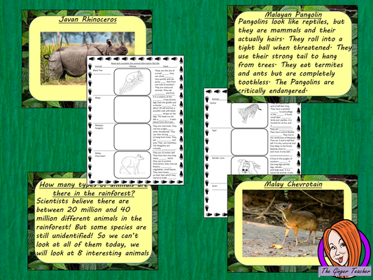 Identifying Rainforest Animals  -  Complete Lesson