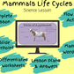 mammal-life-cycles-ks2