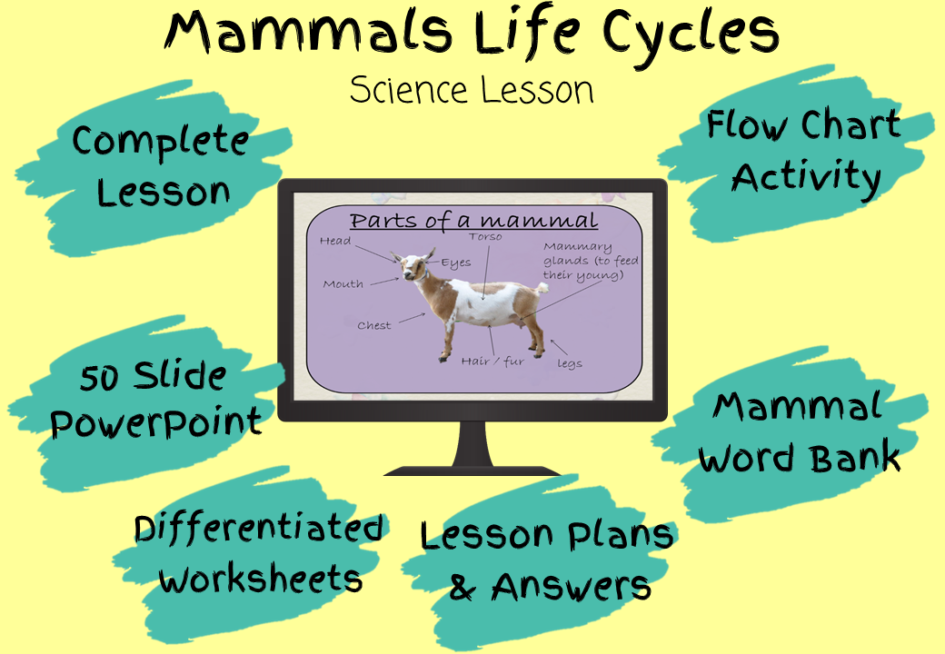 mammal-life-cycles-ks2