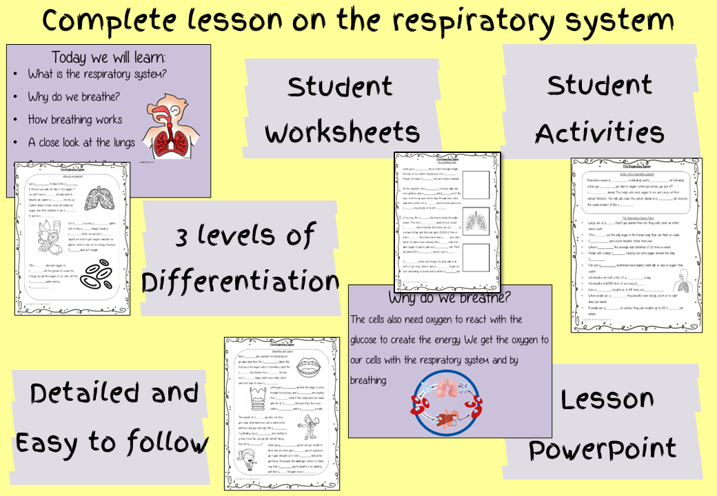 the-respiratory-system