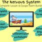 central-nervous-system-body-activities
