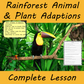 Rainforest Adaptions Lesson